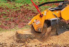 Best Tree Risk Assessment  in Mayflower Village, CA