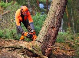 Best Tree Disease Treatment  in Mayflower Village, CA