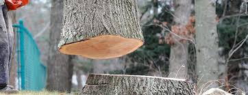 Best Storm Damage Tree Cleanup  in Mayflower Village, CA