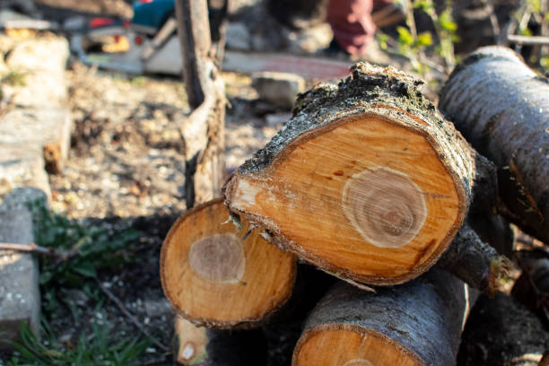 Best Tree Maintenance Programs  in Mayflower Village, CA