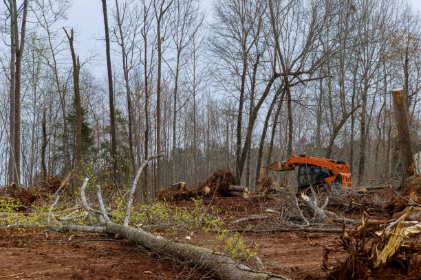 Best Tree and Shrub Care  in Mayflower Village, CA