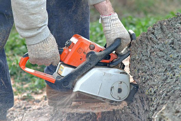 How Our Tree Care Process Works  in  Mayflower Village, CA