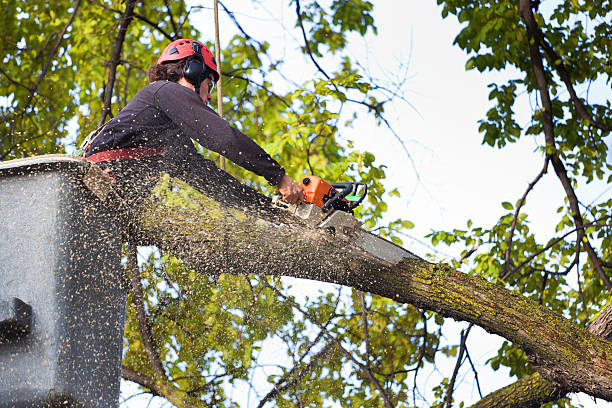 Best Emergency Tree Removal  in Mayflower Village, CA