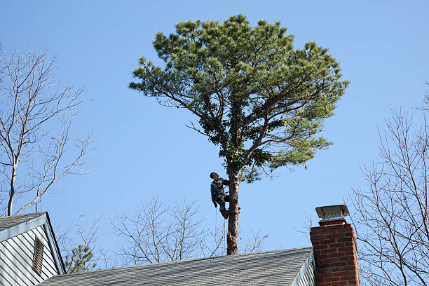 Best Tree Health Inspection  in Mayflower Village, CA